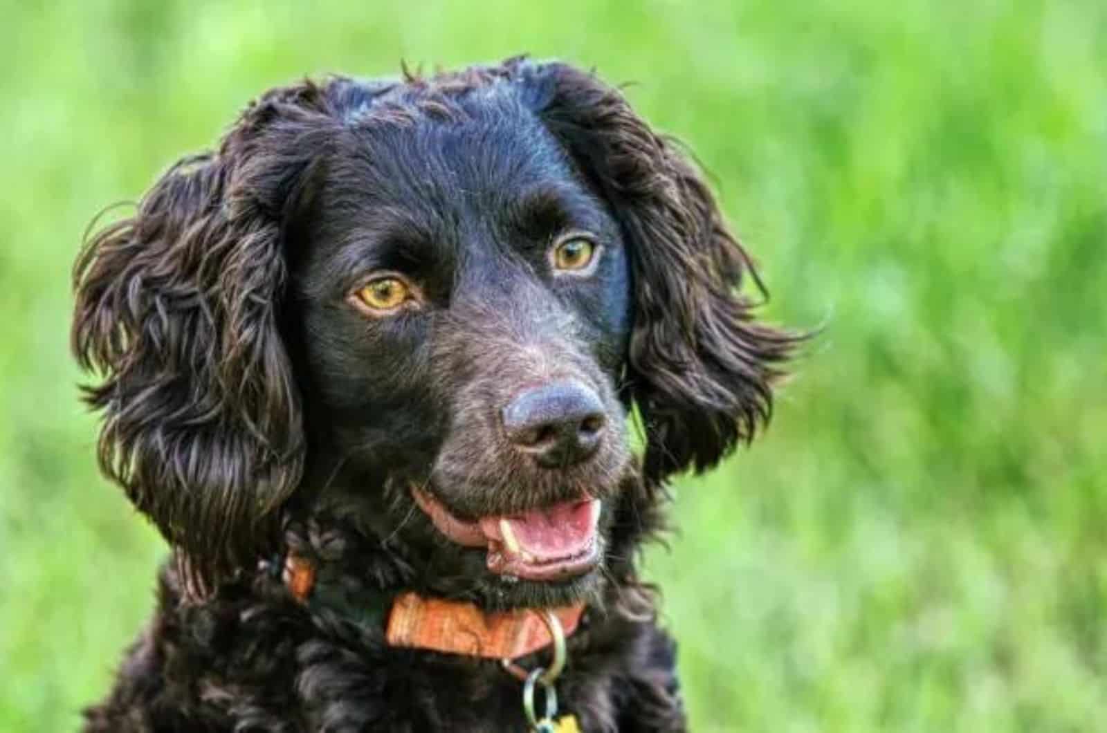 cute Boykin Spaniel