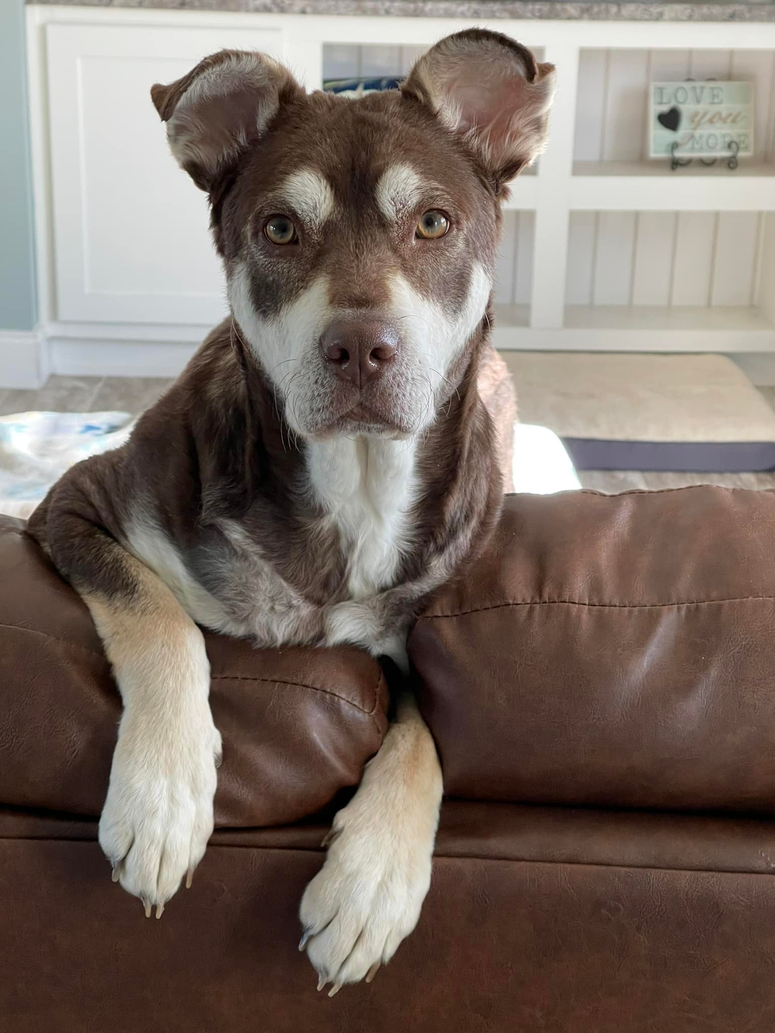 cute brown and white dog