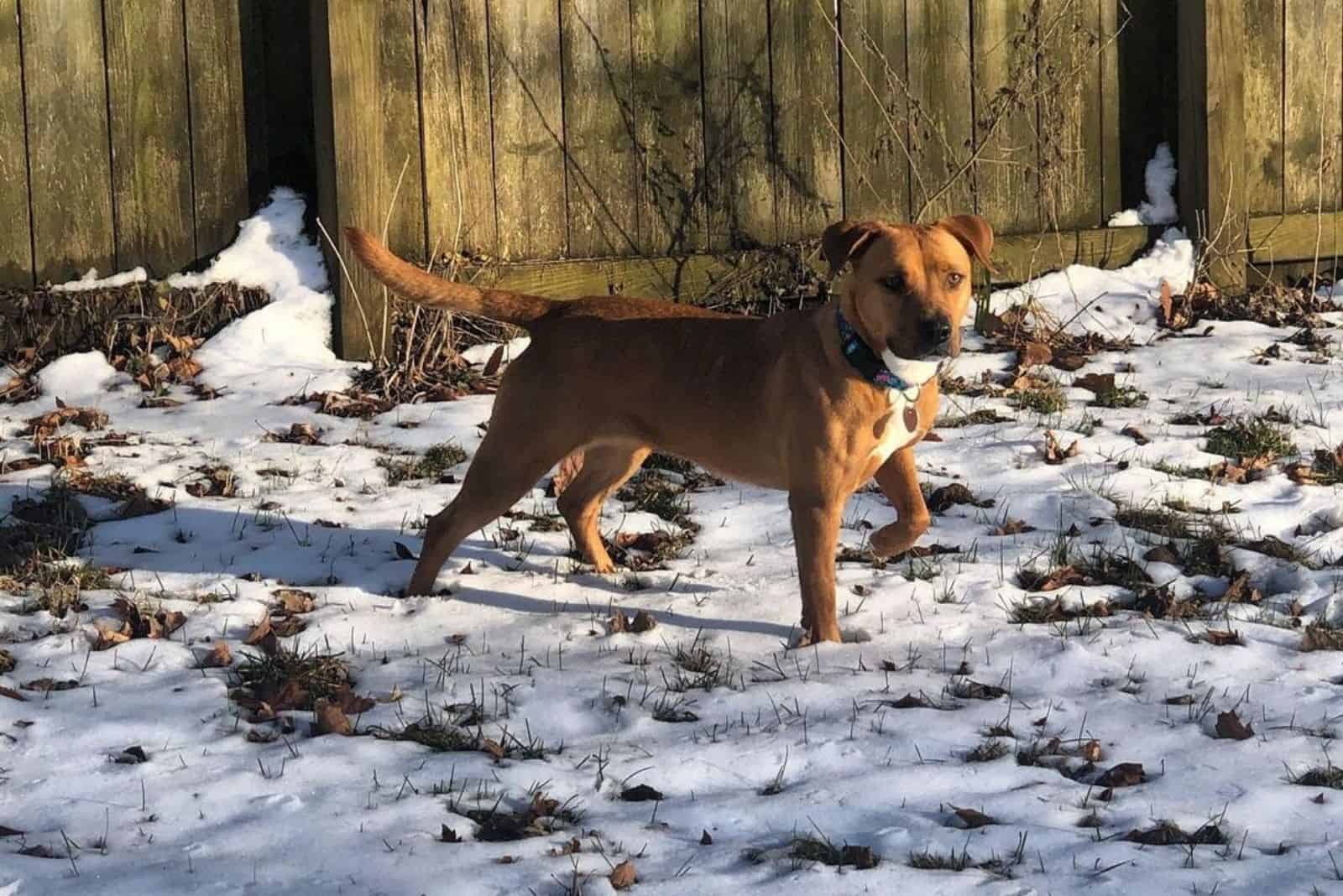 cute brown cur lab in winter nature