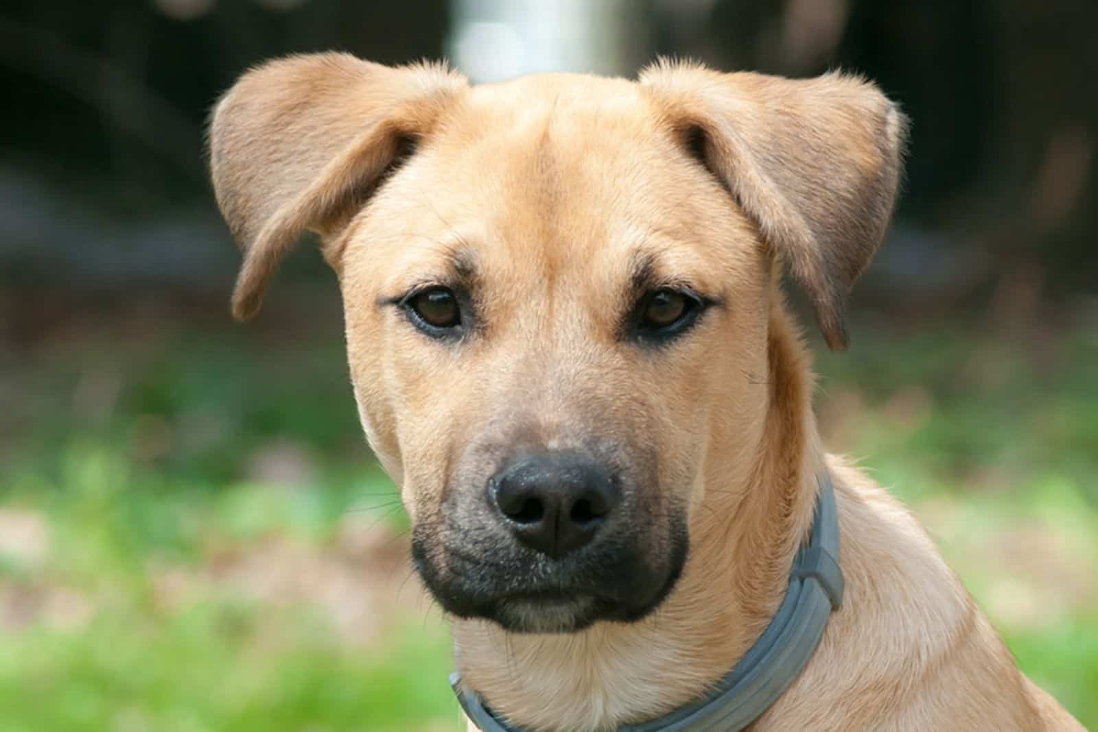 cute brown cur lab mix