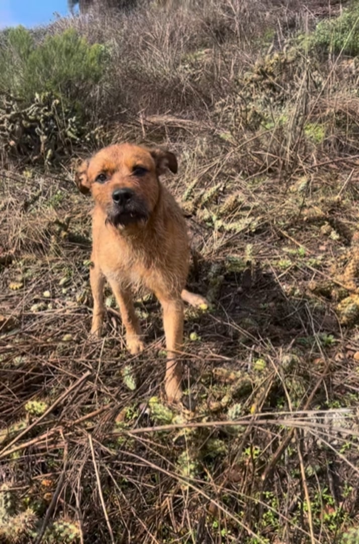 cute brown dog