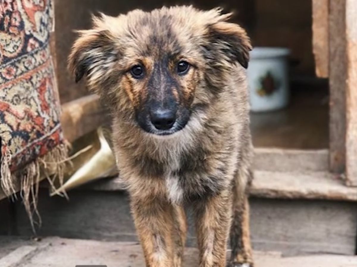 cute brown dog standing