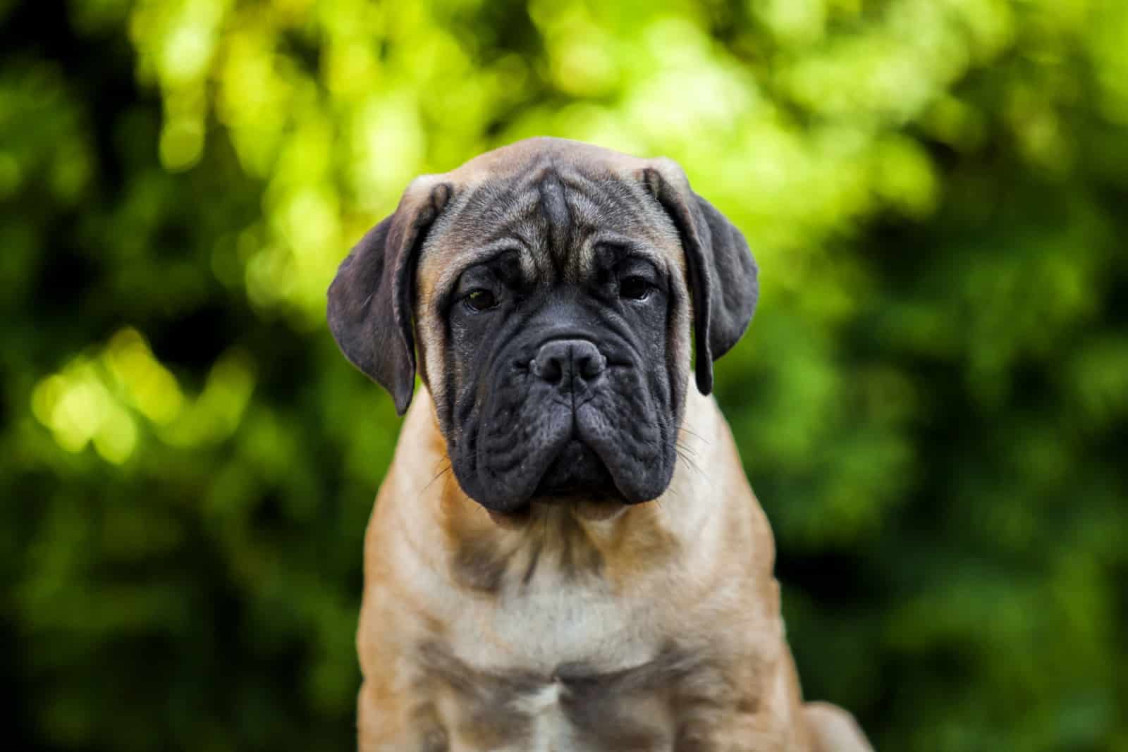 cute bullmastiff puppy