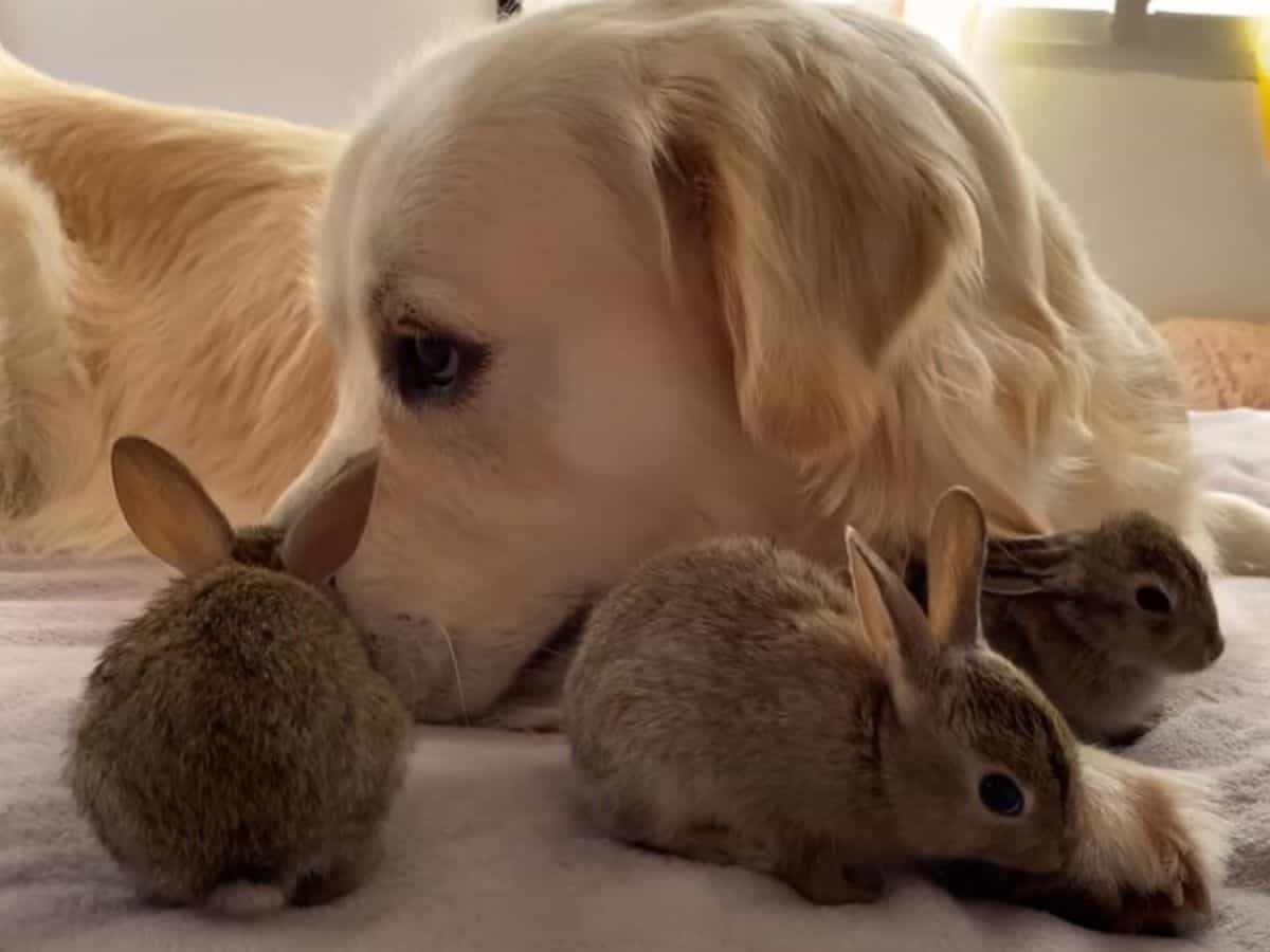 cute bunnies walk around a golden retriever