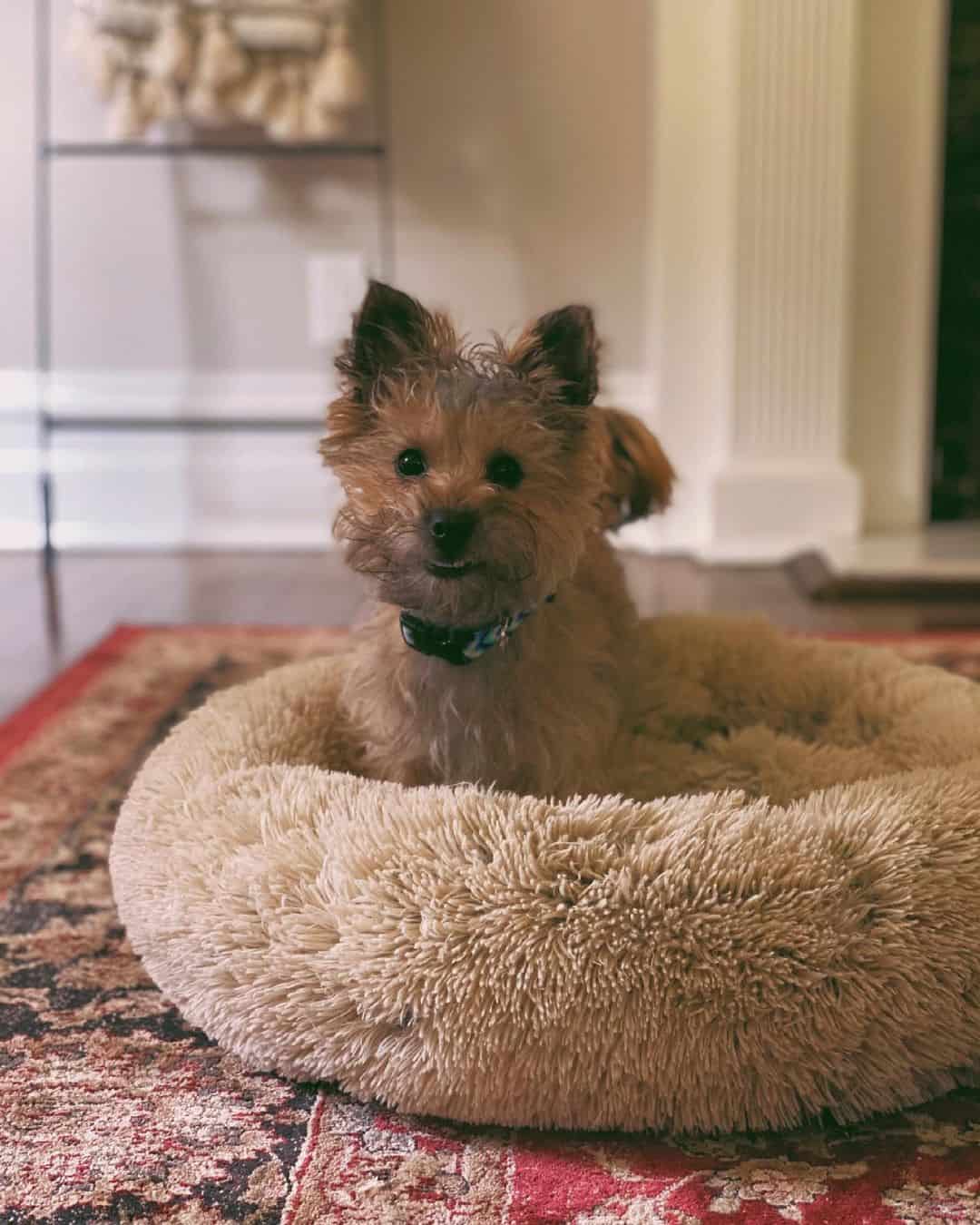 cute cairn terrier poodle mix