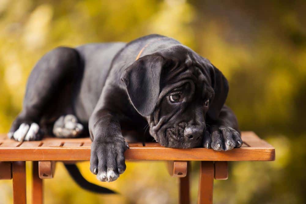 cute cane corso puppy