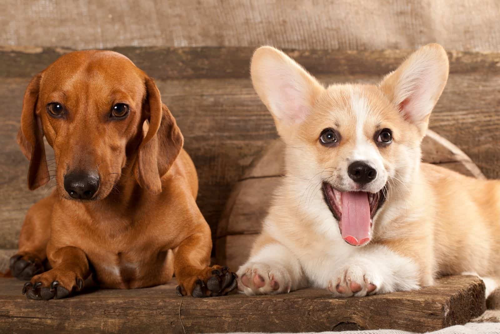 cute cardigan welsh corgi sitting with dachshund