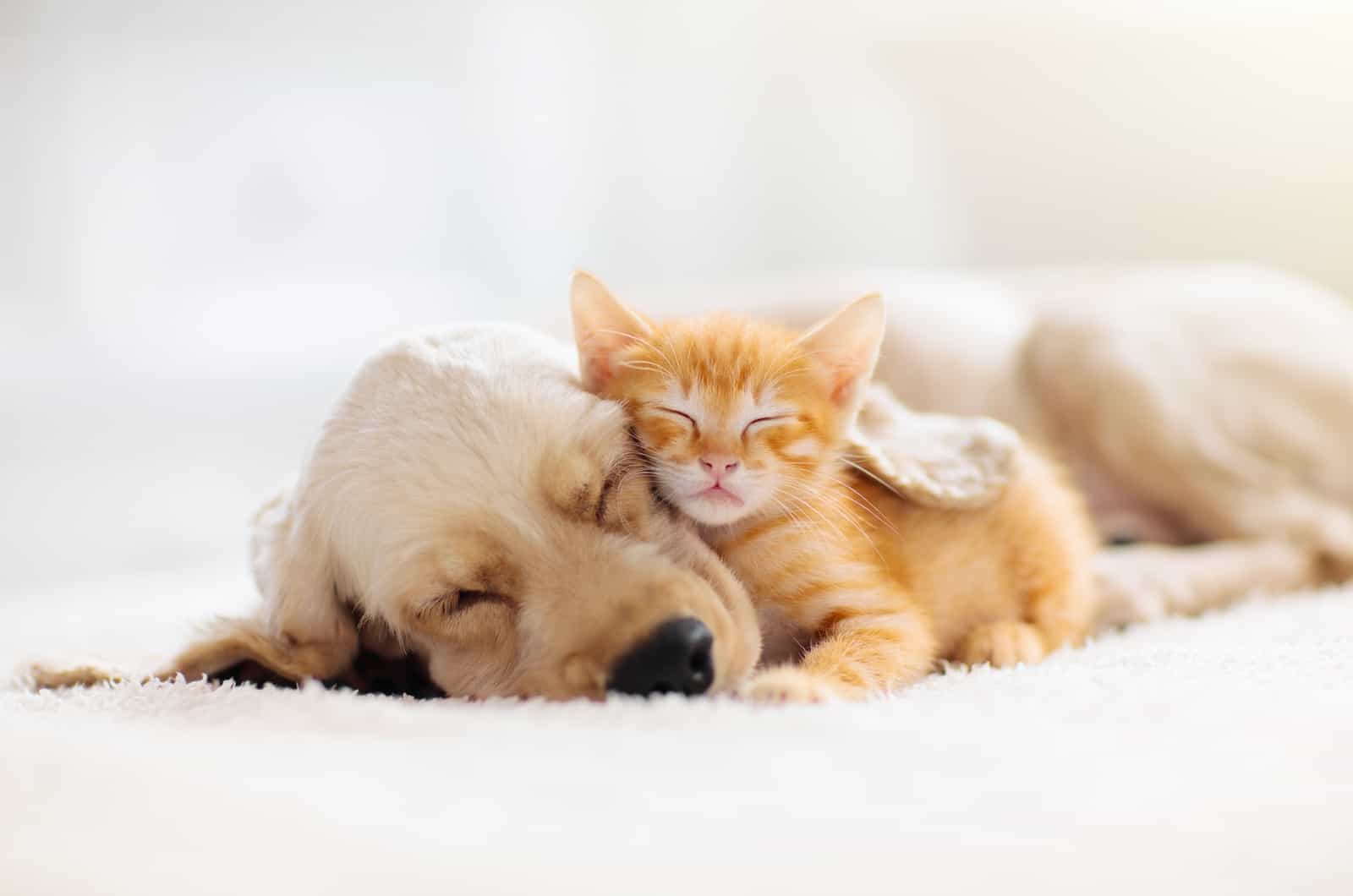 cute cat and dog cuddling