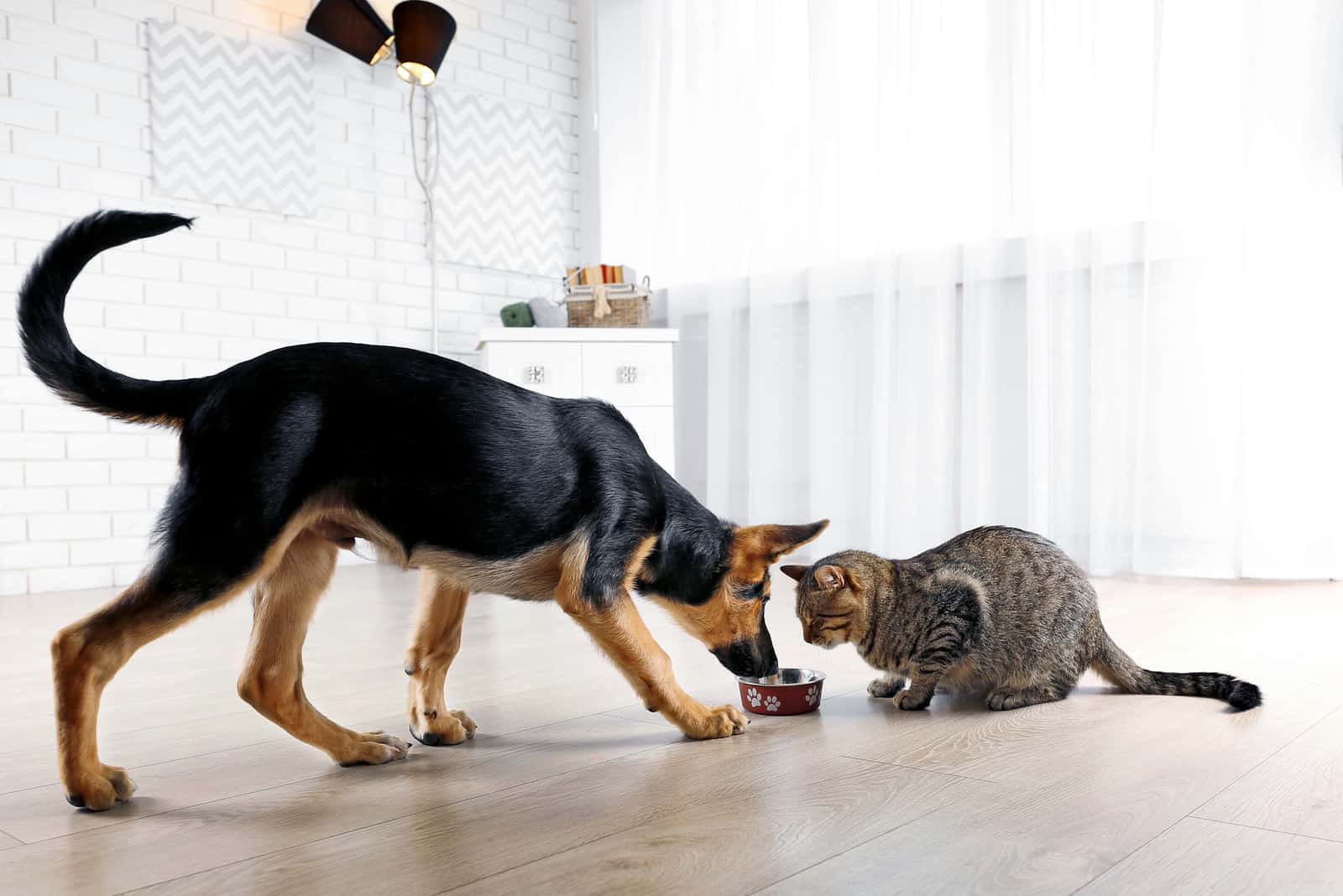 Cute cat and funny dog eating food