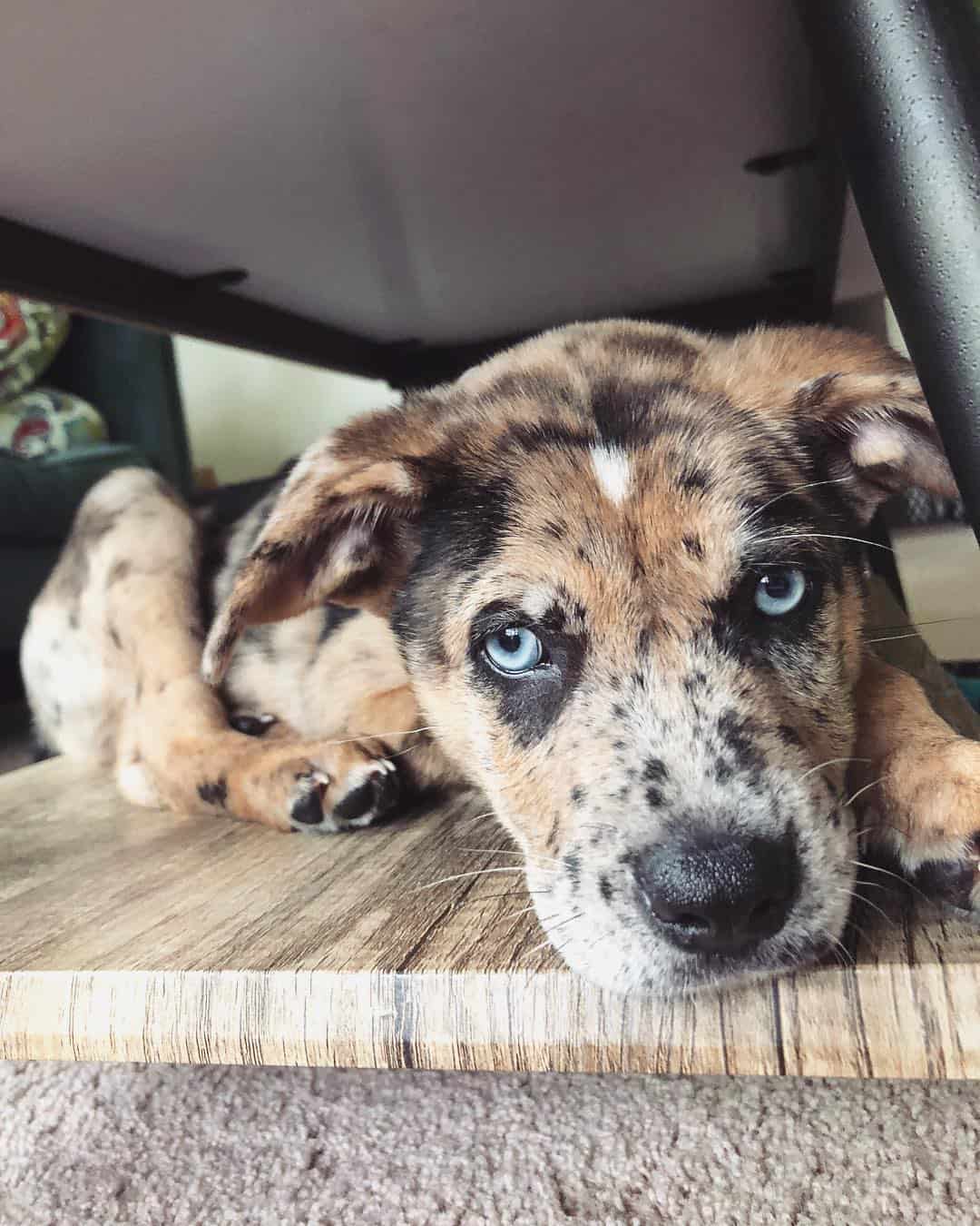 cute Catahoula German Shepherd Mix puppy