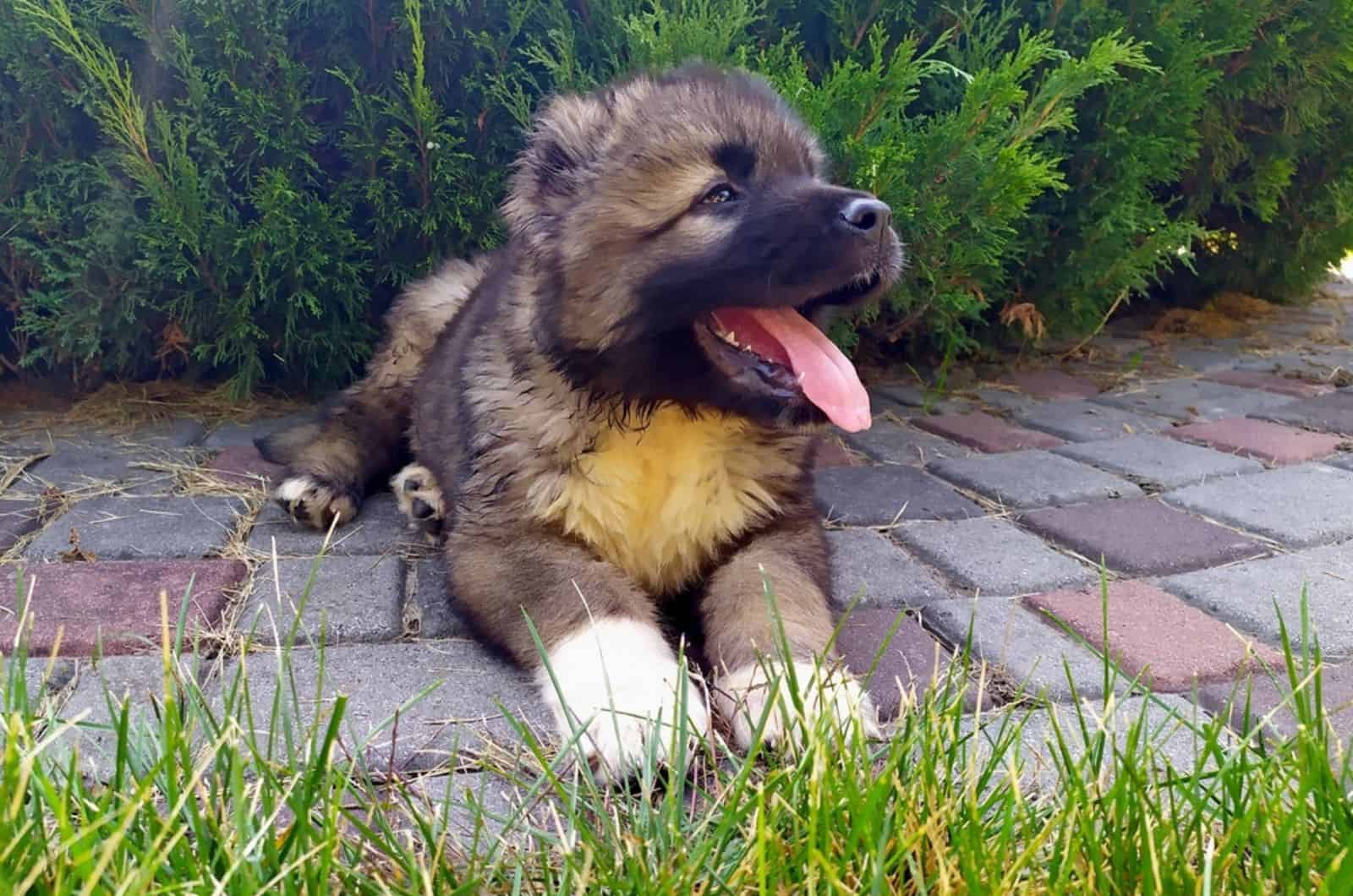 cute caucasian shepherd dog puppy in the yard