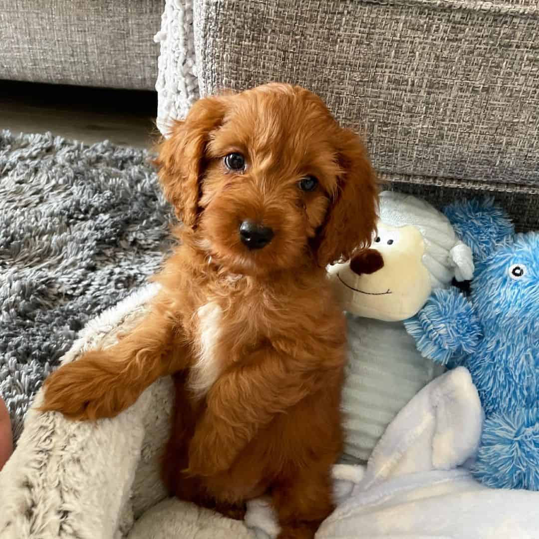 cute Cavapoo at home