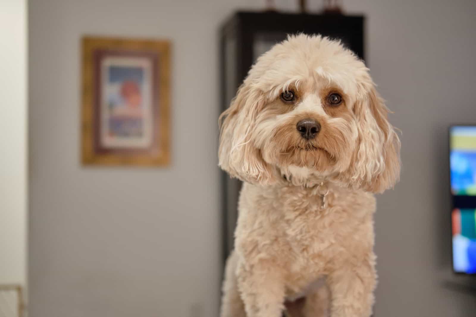 Cute Cavapoo dog in the house