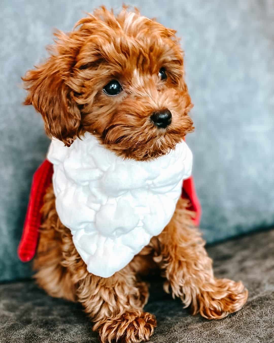 cute Cavapoo puppy