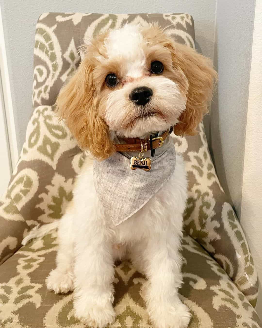 cute cavapoo with a collar