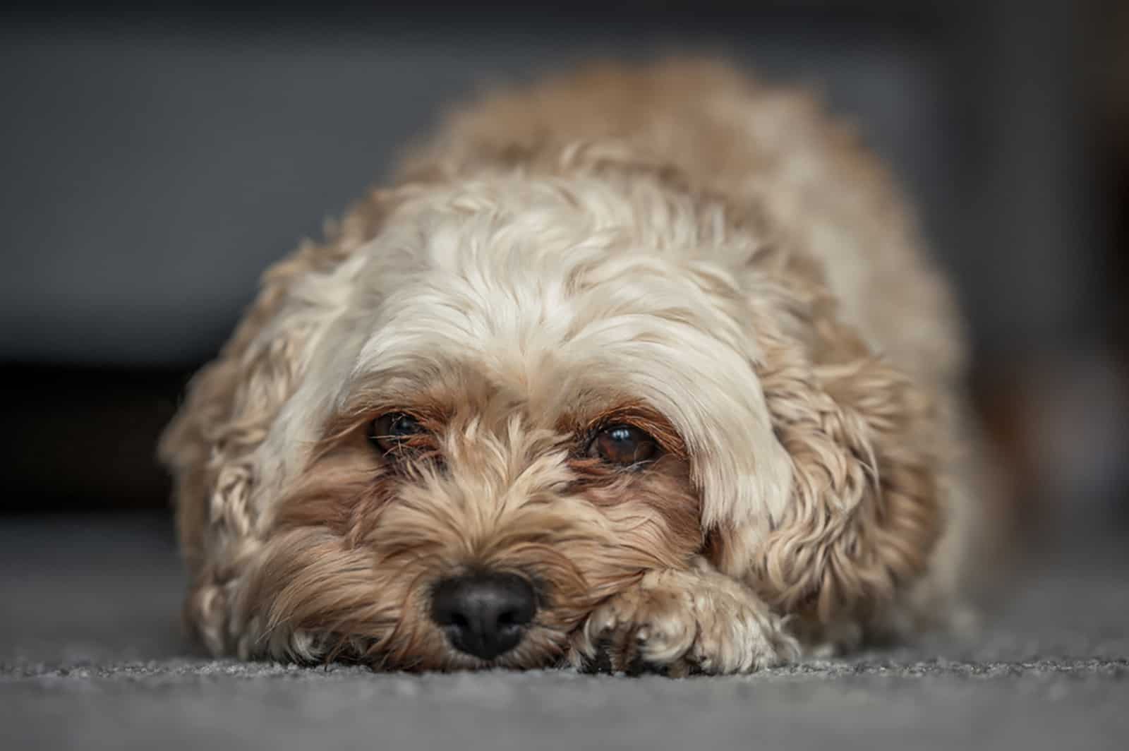 cute cavapoochon lying on the floor