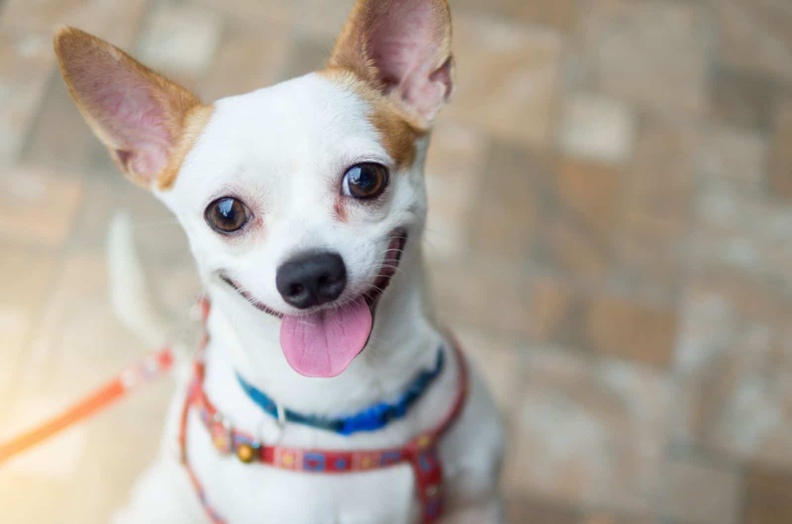 cute chihuahua looking into camera