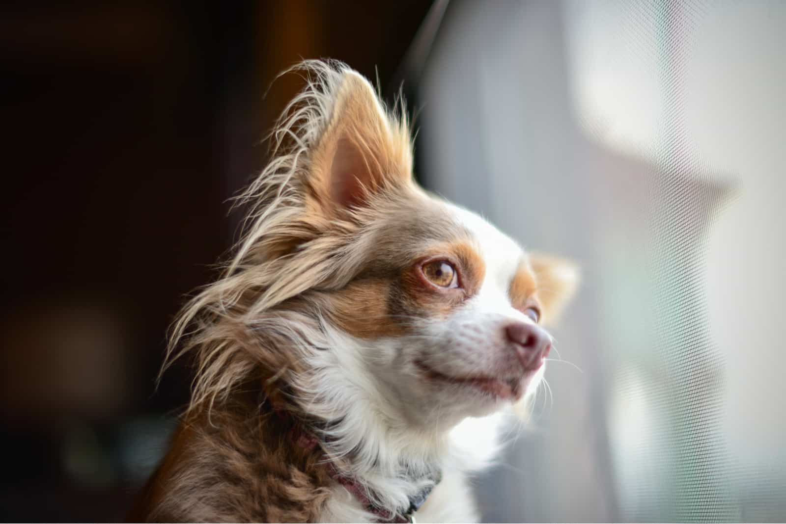 cute Chihuahua looking away