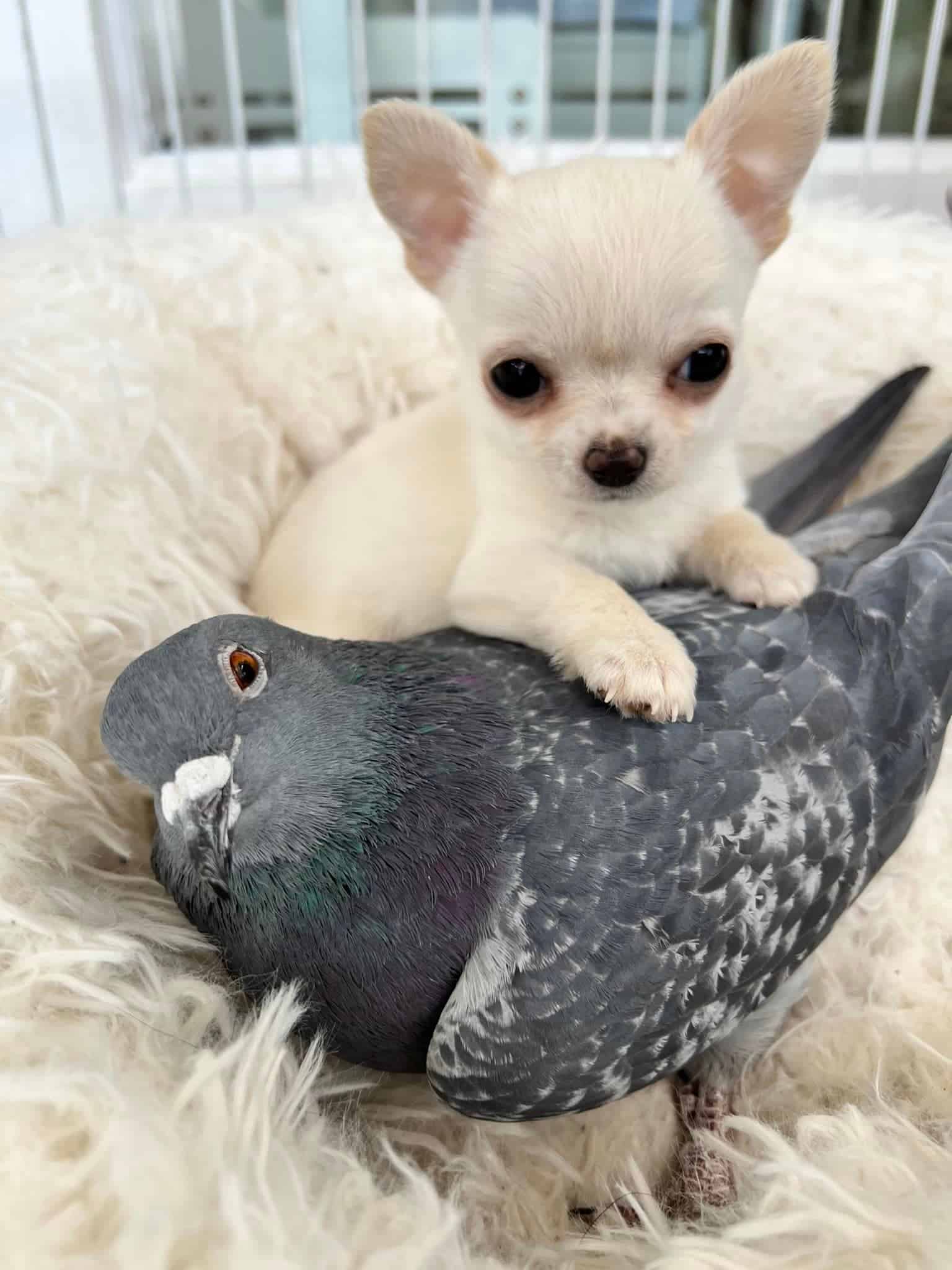 cute chihuahua rested her paws on the pigeon