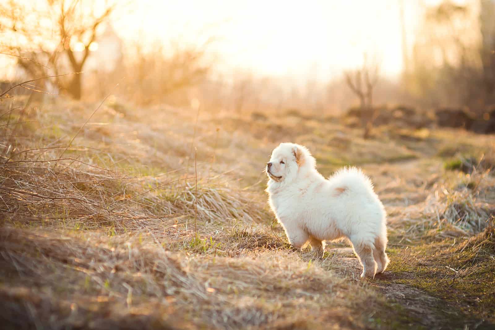 Cute chow chow in the field