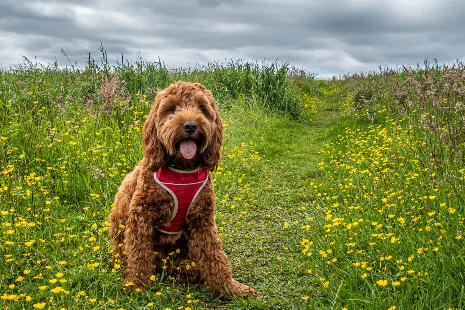 cute cockapoo in nature