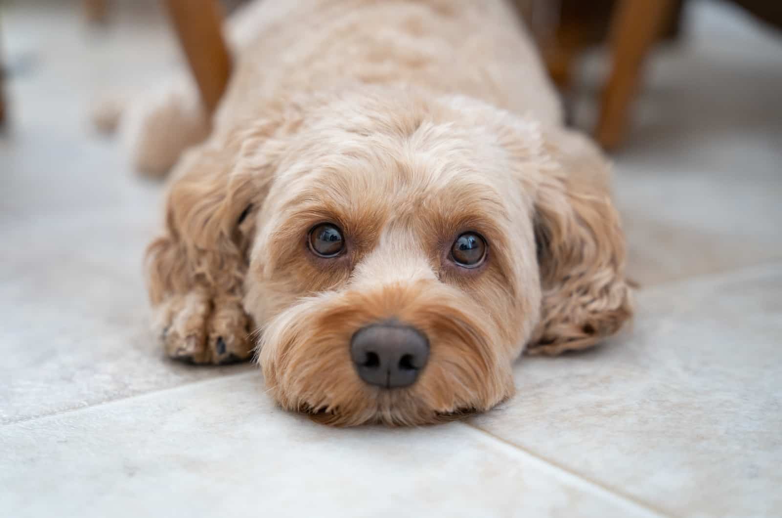 cute Cockapoo lying on foor