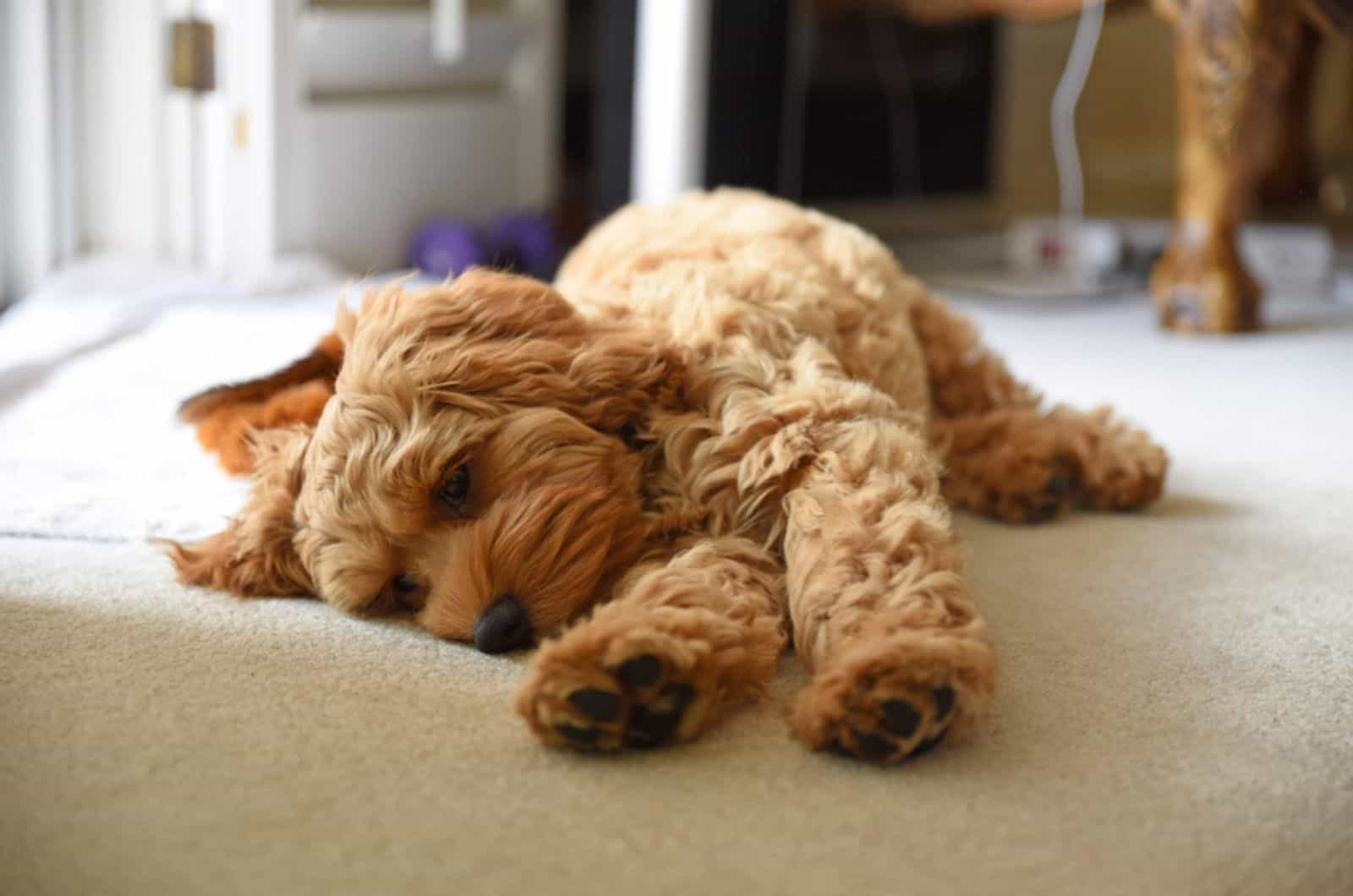 Cute Cockapoo Poodle sleeping