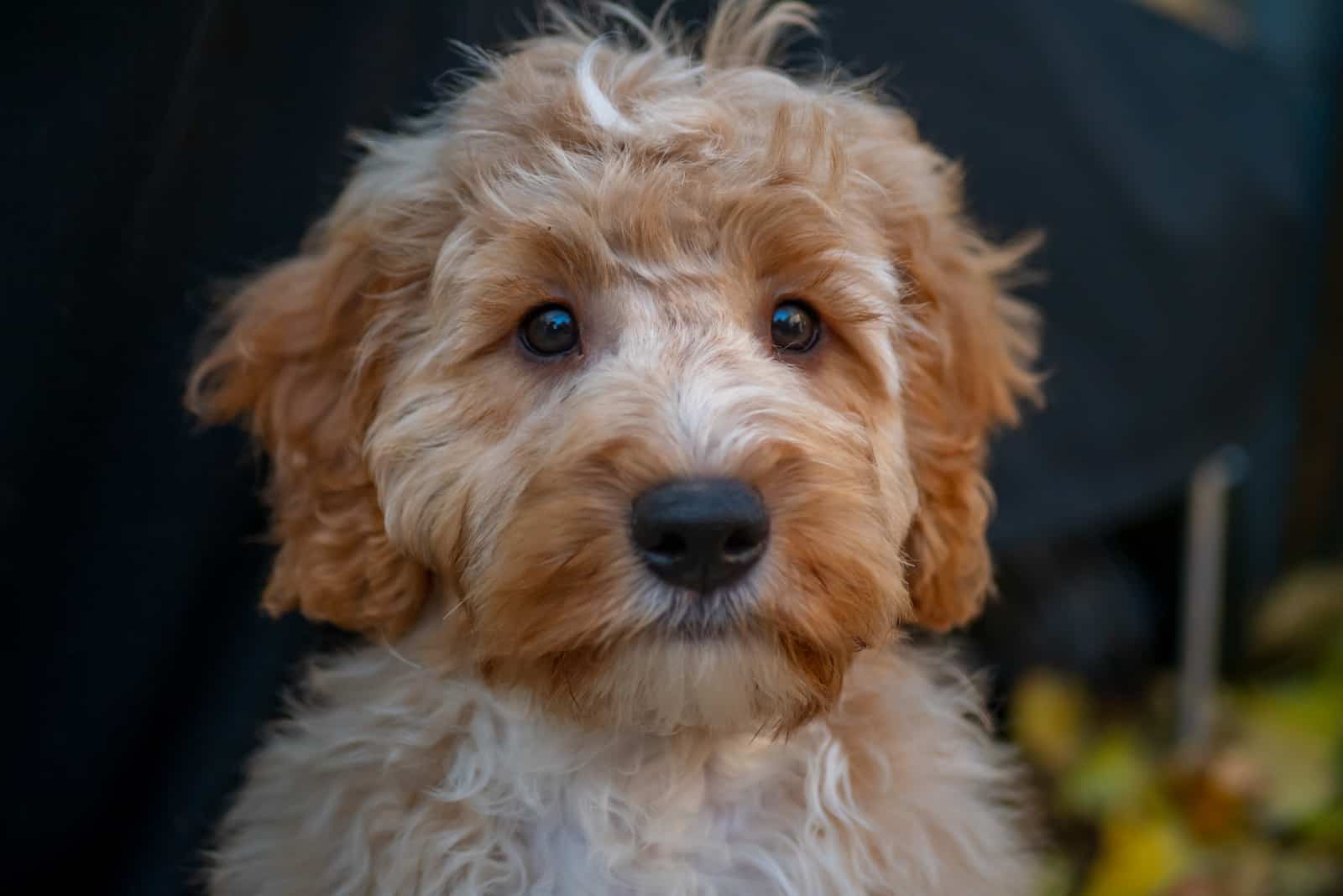 cute cockapoo puppy looking towards the camera