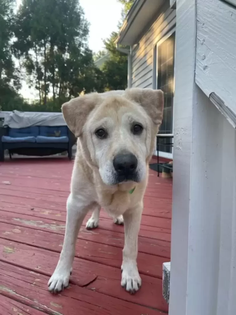 cute confused dog standing on wooden floor