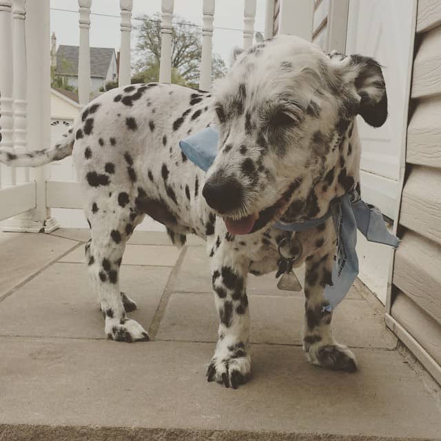 cute corgi dalmatian mix dog