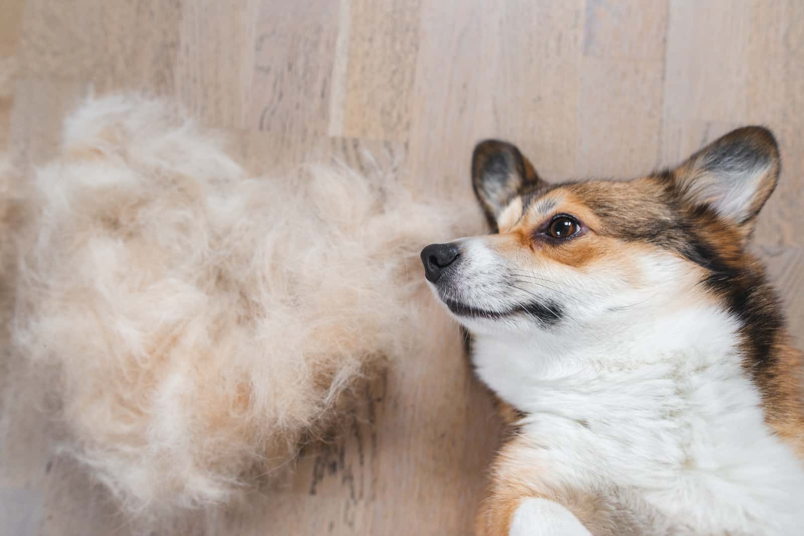 cute corgi dog lying with shredded fur on the floor