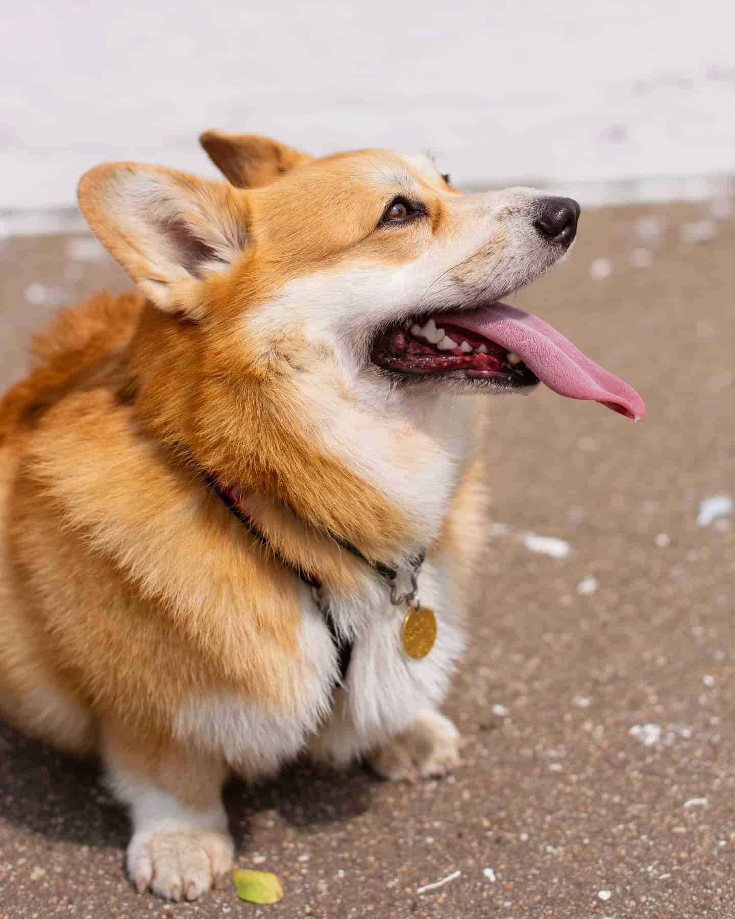 cute corgi dog sitting outdoor