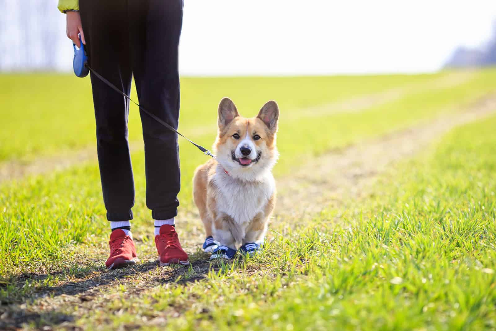 cute corgi dog walking with owner