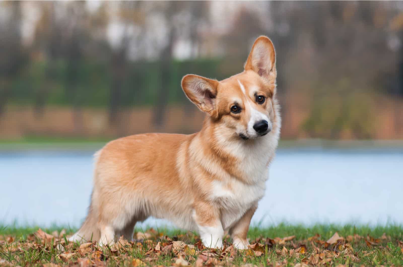 cute corgi in nature