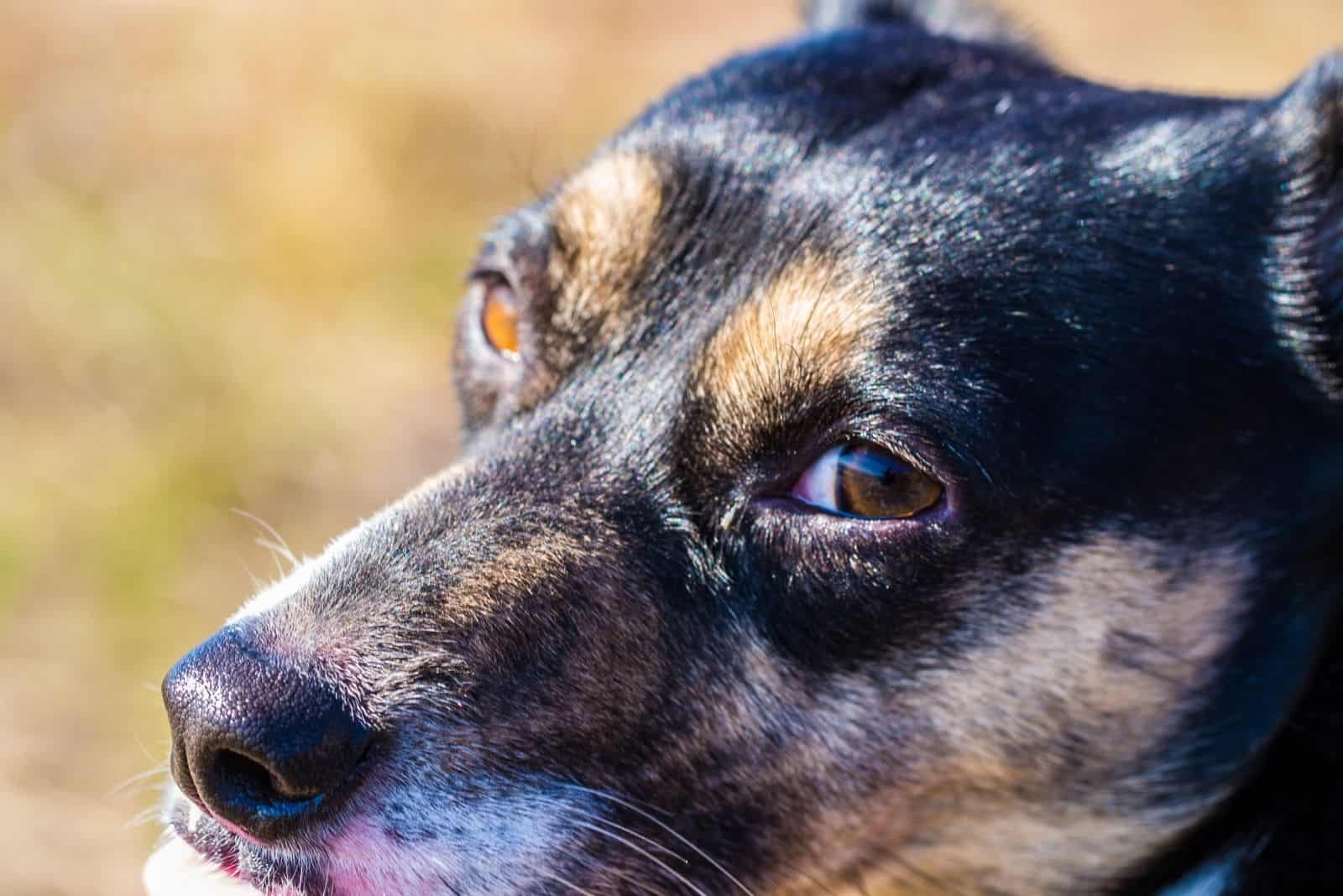 cute corgi mix dog in focus photography