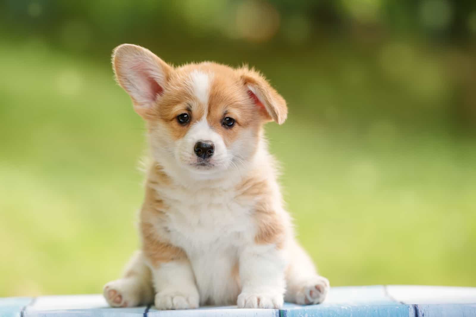 cute corgi puppy sitting outside