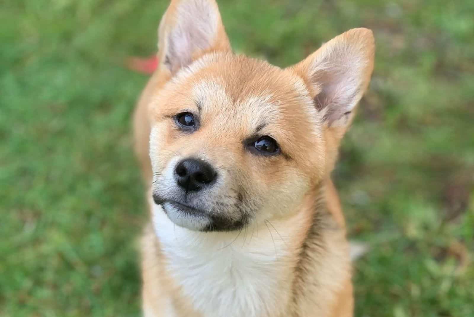 cute corgi shiba inu mix