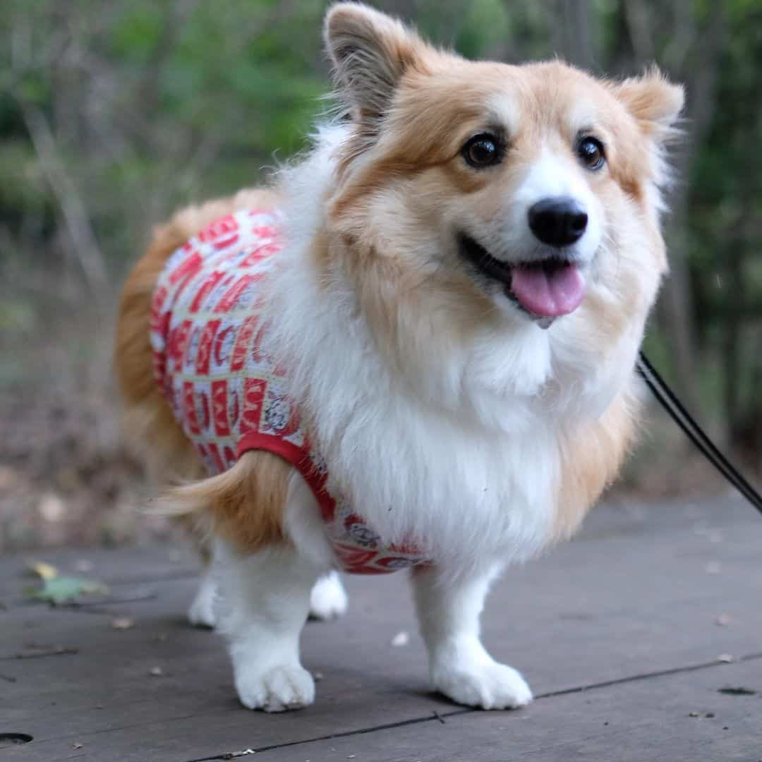 cute corgi wearing a costume