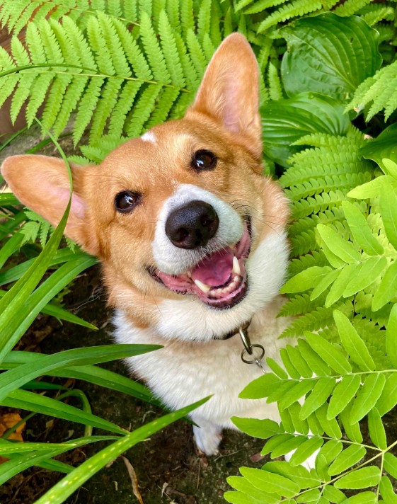 cute corgis peeking out from the ferns