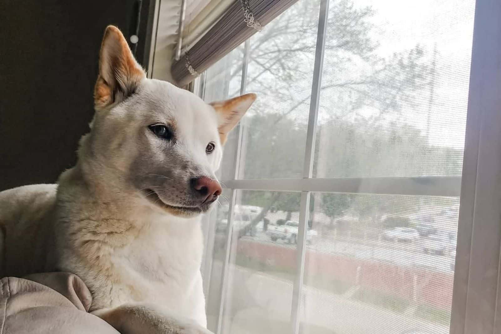 cute Cream Shiba Inu looking through the window