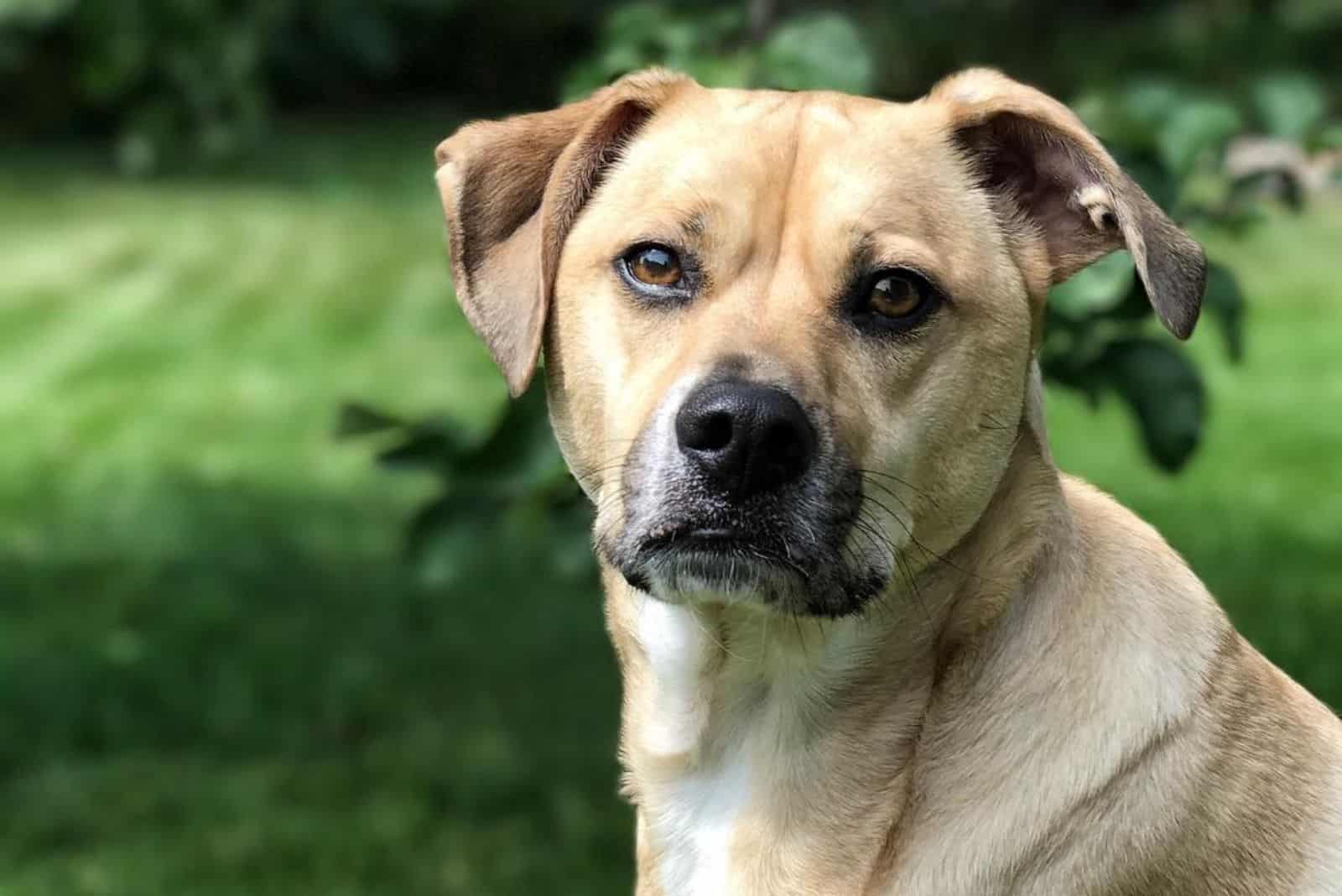 cute cur lab mix