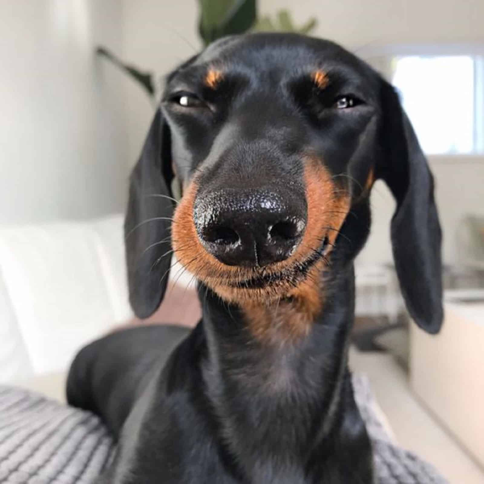 cute dachshund lying on the couch