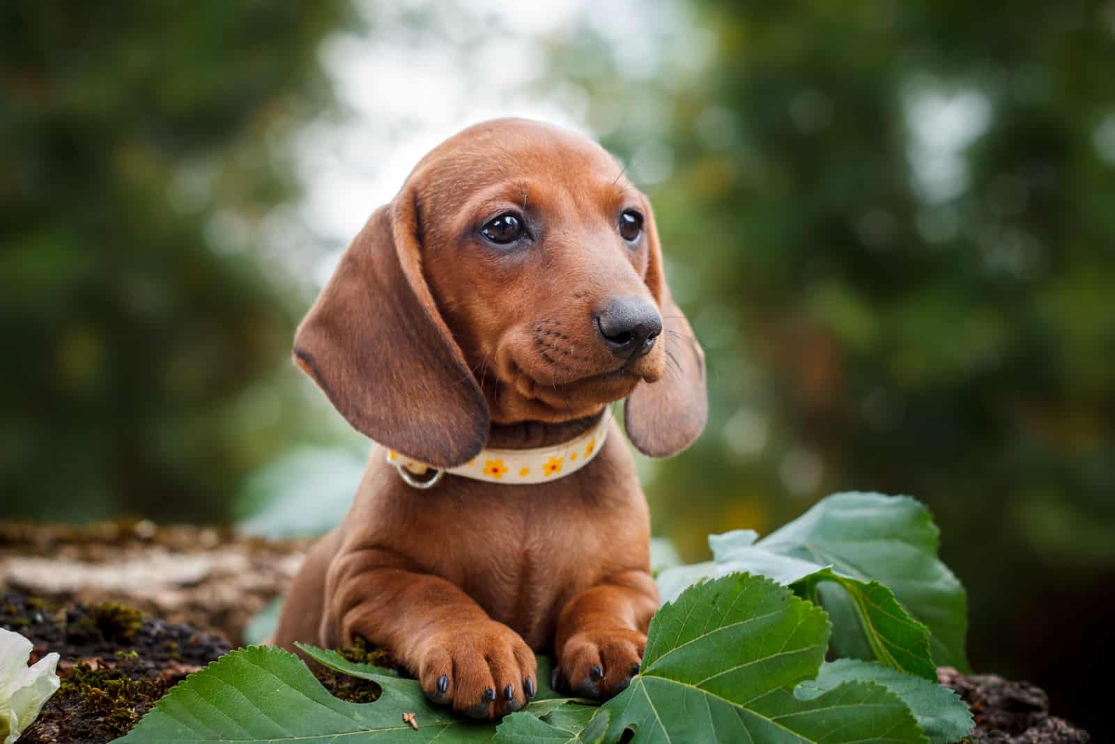 cute dachshunds puppy with nature background