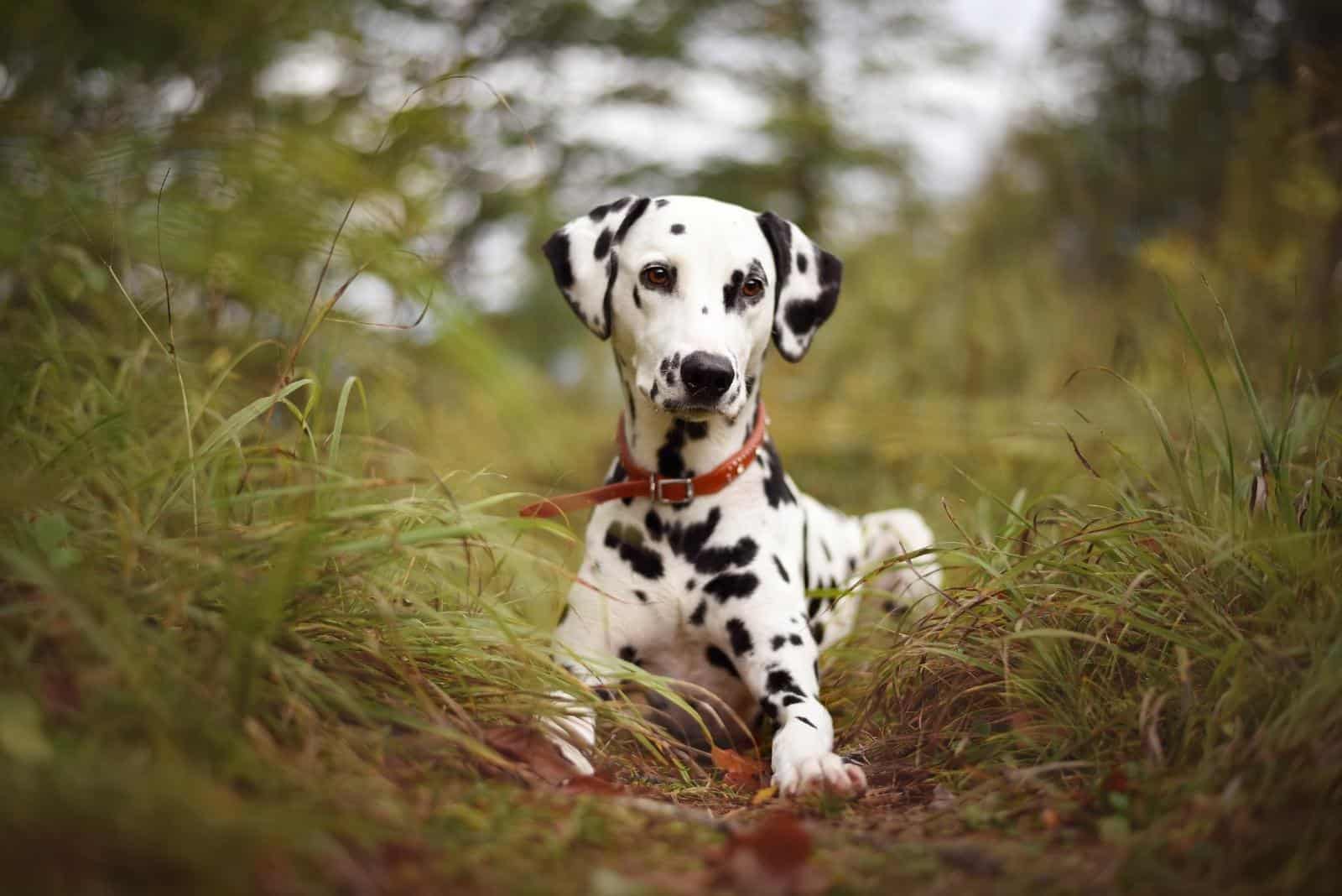 cute dalmatian in nature