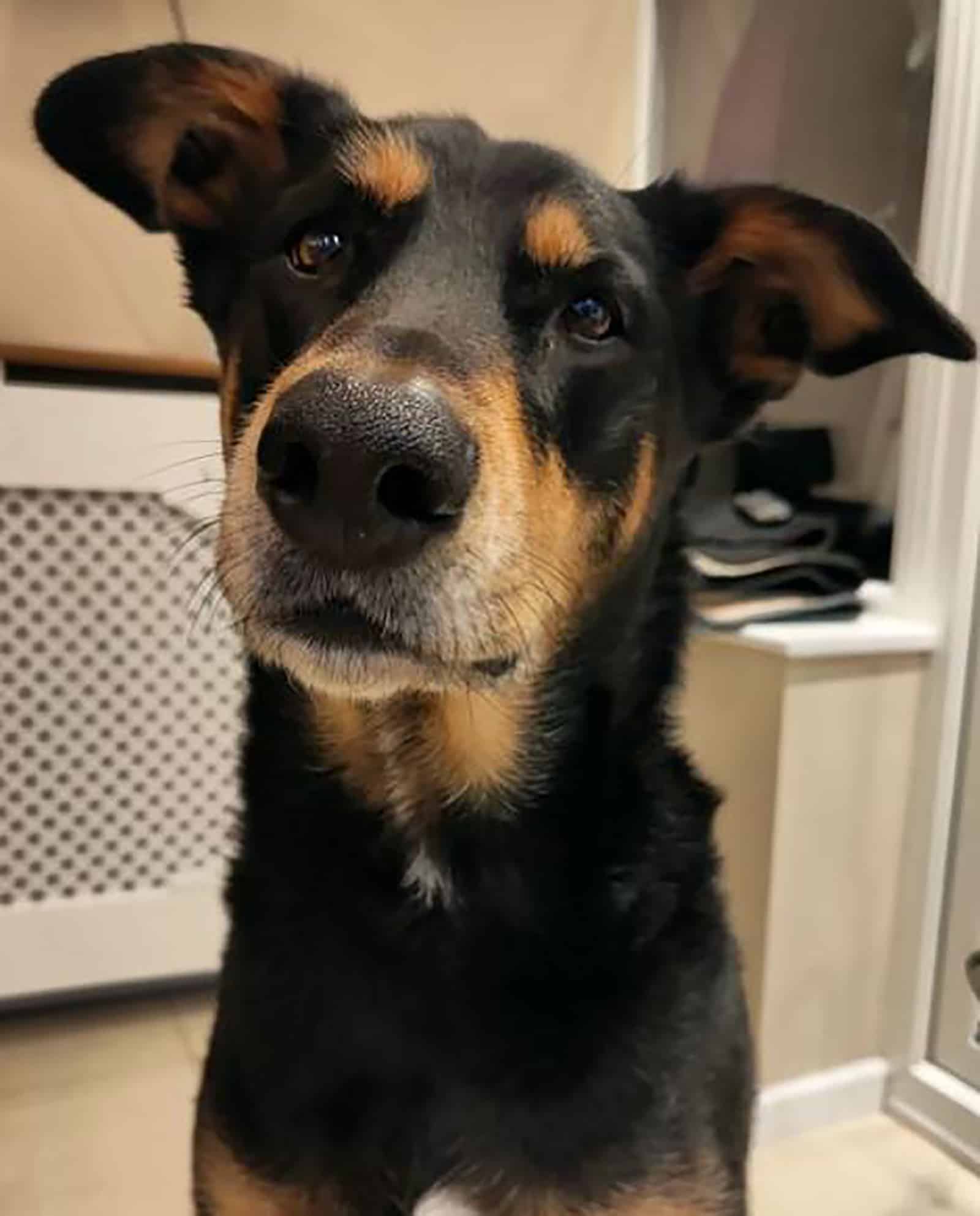 cute doberman husky dog indoors