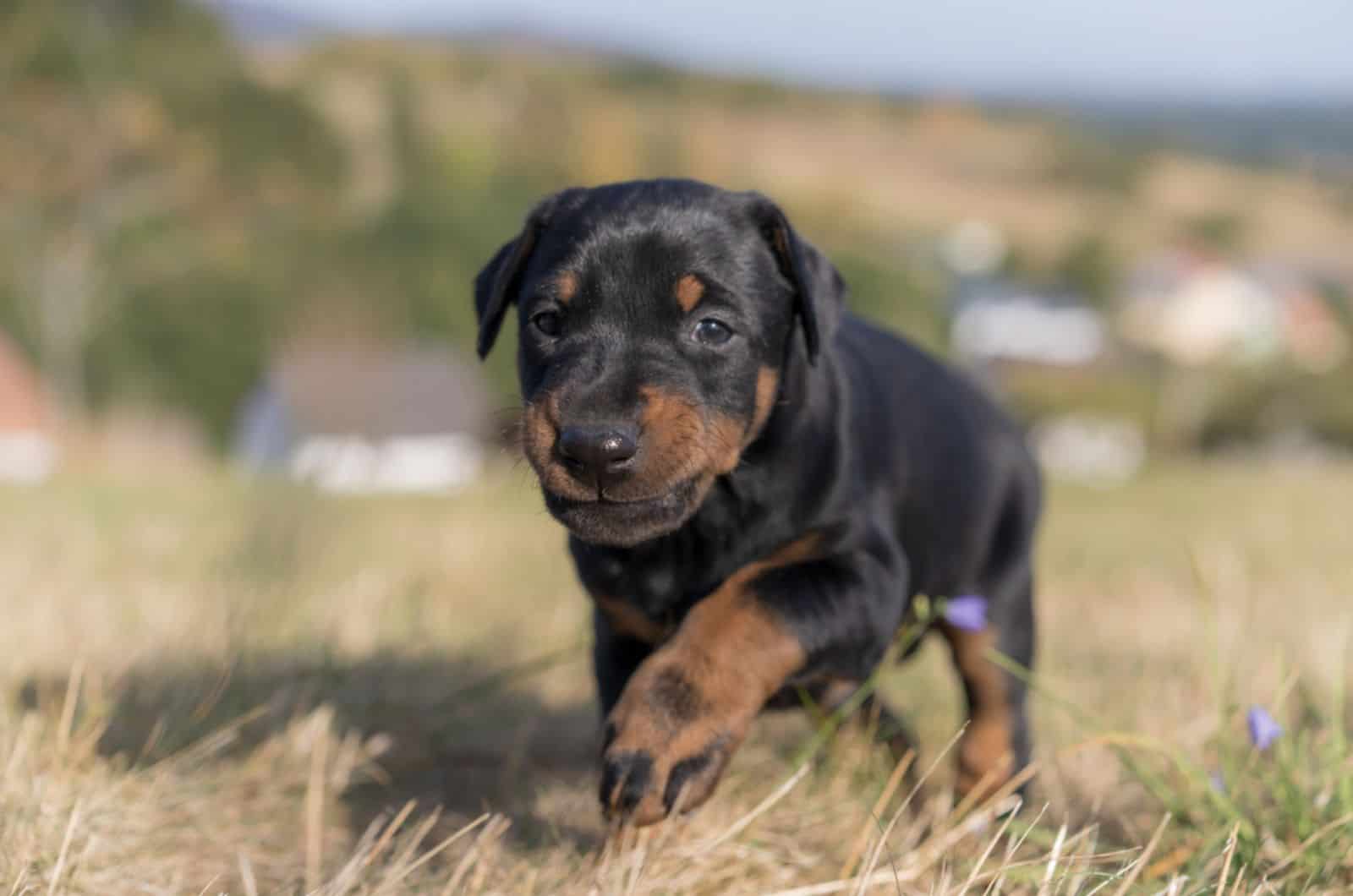 cute doberman puppy walking on a meadow