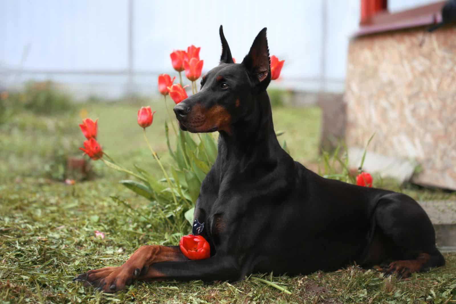 cute doberman sitting with poppy flowers