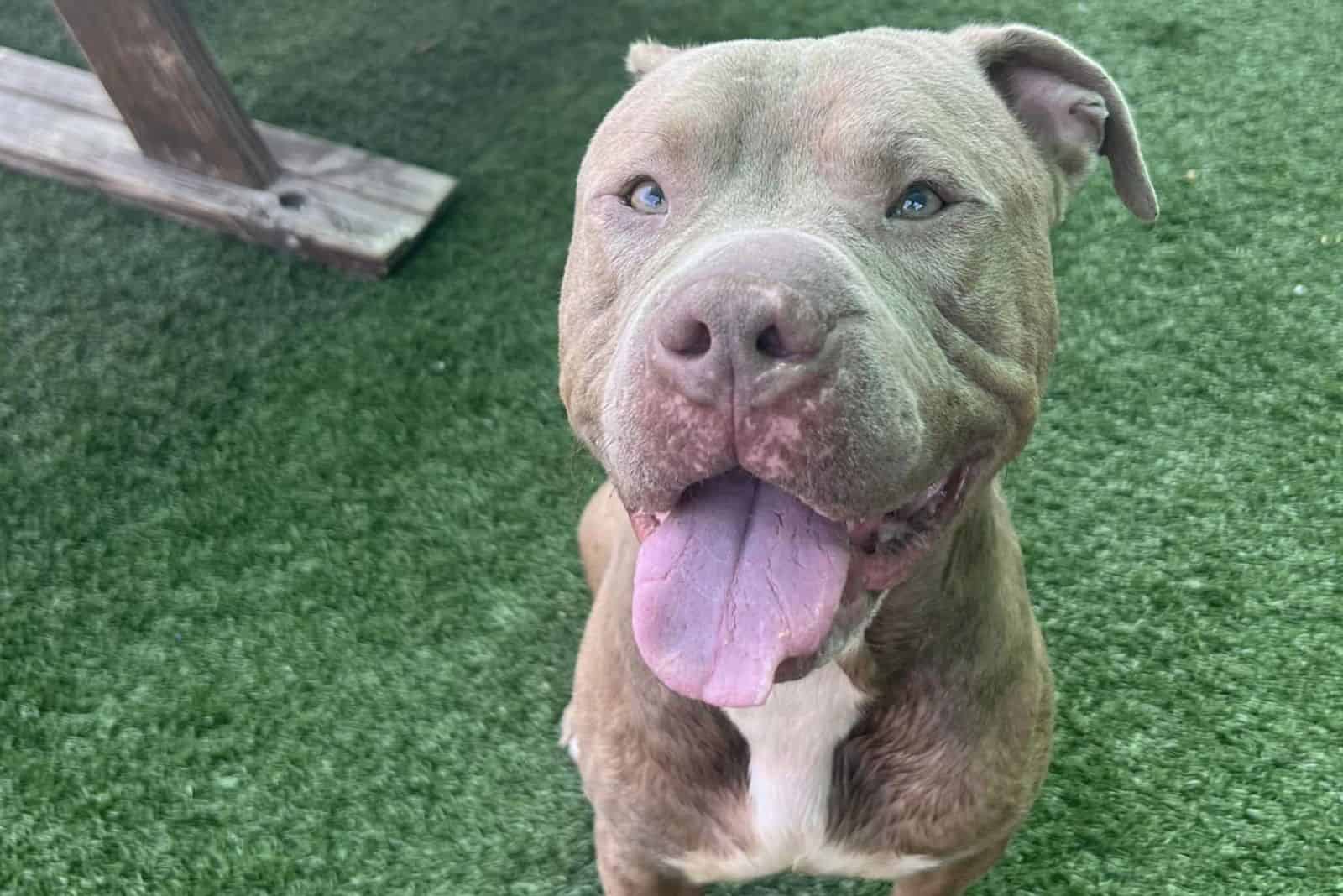 cute dog sitting on the grass