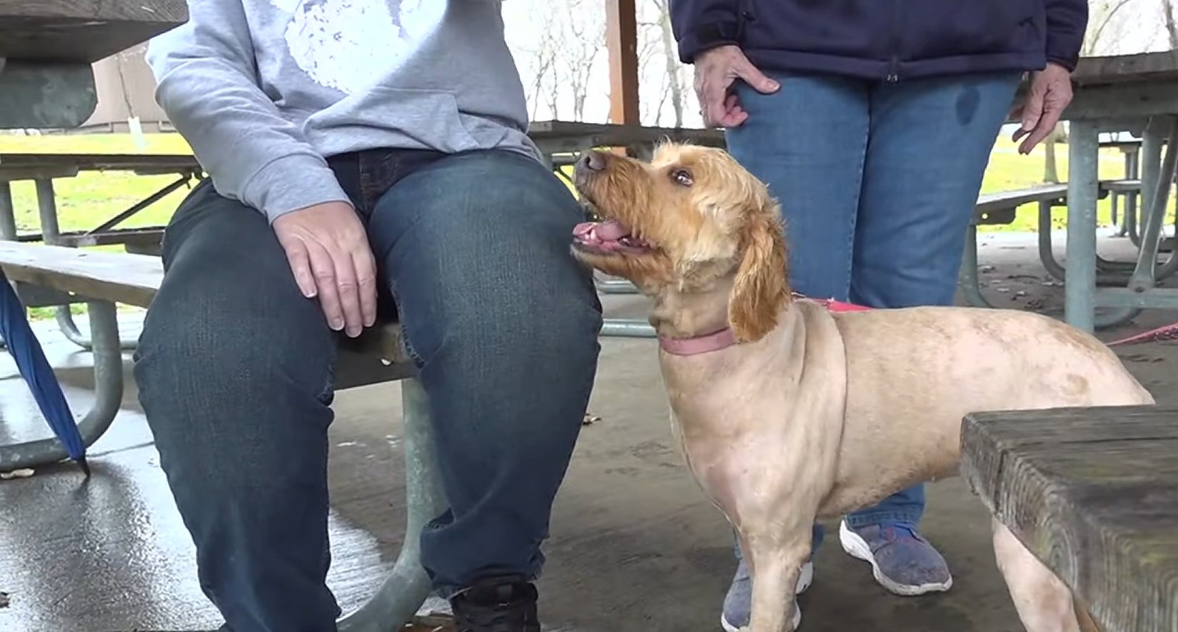 cute dog and two humans