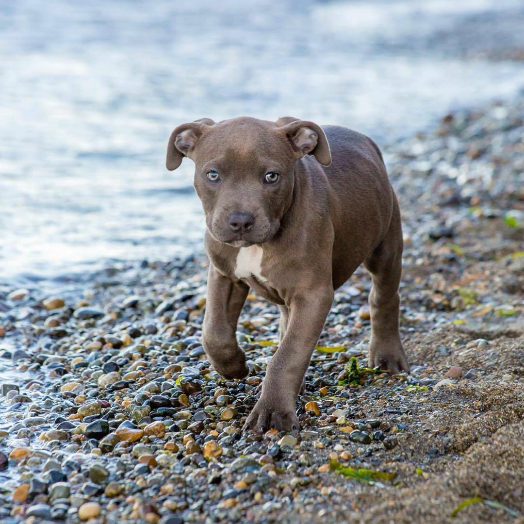 cute dog at beach